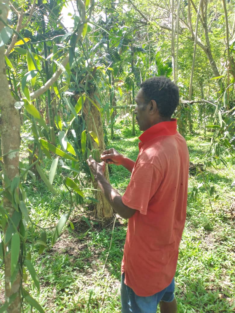 PNG Forest